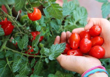 Kız bitkiden kırmızı olgun domates topluyor.
