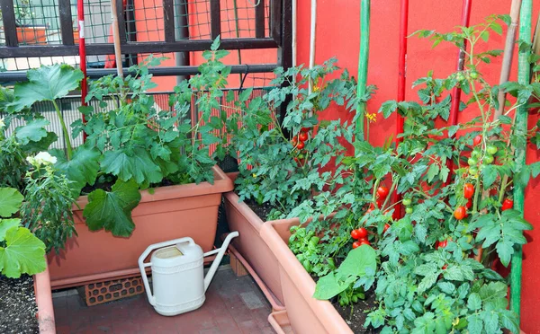 Evin terasındaki tencerelerde domates ve kabak. — Stok fotoğraf