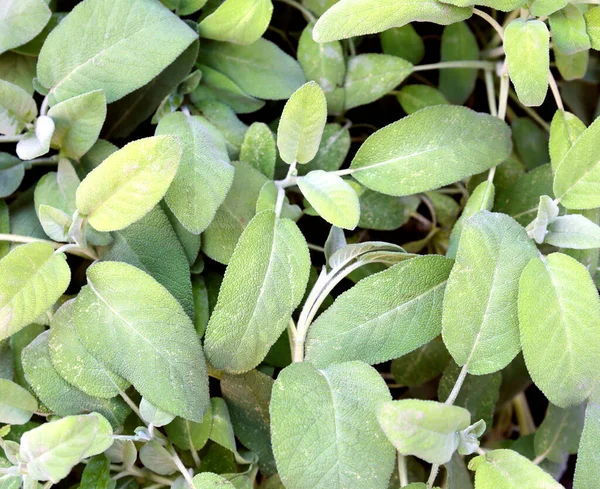 Folhas de sálvia usado para sabor — Fotografia de Stock