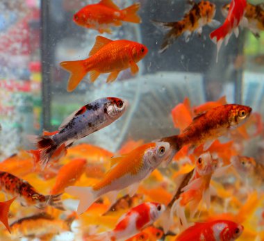 Evcil hayvan dükkanında yüzerken bir sürü Japon balığı