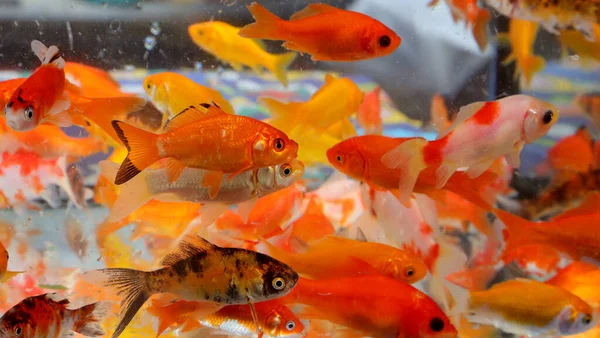 Many goldfishes in the pet store — Stock Photo, Image