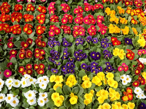 Achtergrond van priemrozen bloemen — Stockfoto