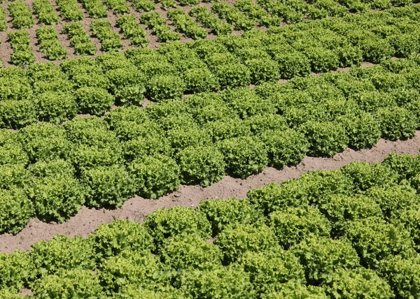 Alface Verde Fresca Campo Cultivado Com Solo Arenoso Para Facilitar — Fotografia de Stock