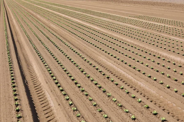 Kleine Grüne Triebe Von Frischem Salat Auf Dem Bestellten Feld — Stockfoto