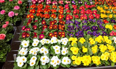 Çiçekçi dükkanında satılık çiçek saksıları var.