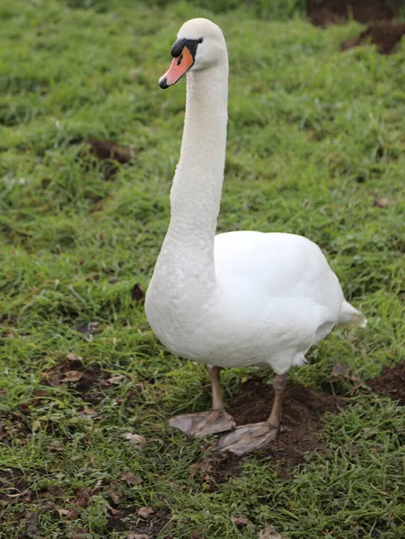 Big White Swan Green Meadow — Stock Photo, Image