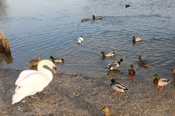 白天鹅和许多鸭子在湖上嬉戏 — 图库照片
