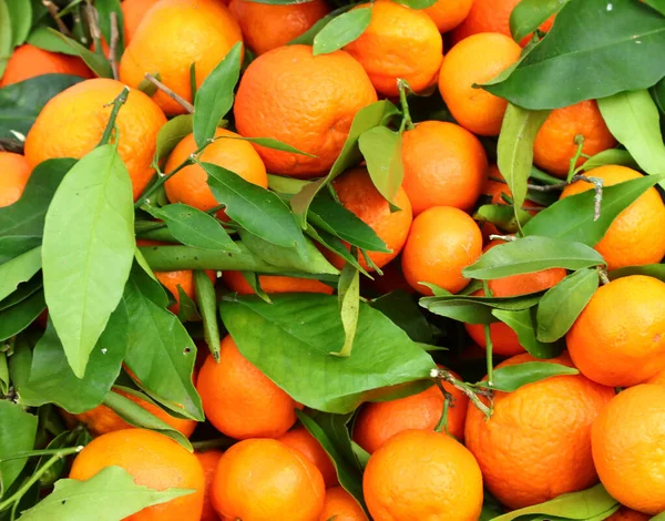 Fresh Orange Clementines Freshly Picked Leaves Orchard — Stock Photo, Image