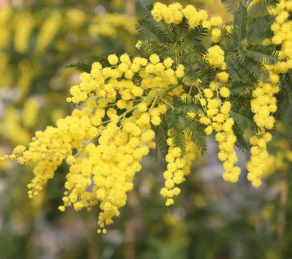 Цветочная Ветвь Мимозы Расцвела Весной Красивыми Желтыми Цветами — стоковое фото