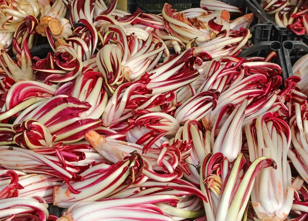 地元の市場で八百屋で販売するためにイタリア語でRadicchio Tardivoと呼ばれる新鮮な赤チコリ — ストック写真