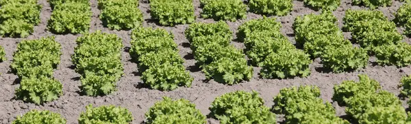 Vele Plukken Groene Sla Een Veld Zomer — Stockfoto