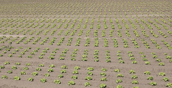 Salatbüschel Auf Einem Feld — Stockfoto