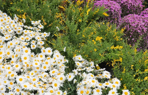 Large White Daisies Also Many Flowers Plants Sale Flower Market — Stock Photo, Image