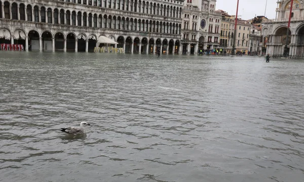 Gabbiano Uccello Sull Acqua Piazza San Marco Venezia Durante Marea — Foto Stock