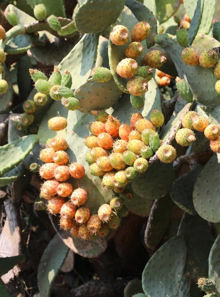 Grandes Frutos Maduros Planta Pêra Espinhosa Amadurecida Verão Área Mediterrânea — Fotografia de Stock