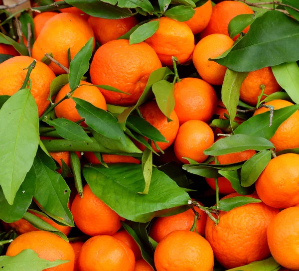 Green Leaves Immersed Juicy Colorful Oranges Sale Autumn Market — Stock Photo, Image