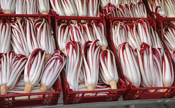 Röd Cikoria Kallad Tardivo Italienska Till Salu Grönsakshandlaren Båset Den — Stockfoto