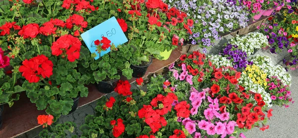 Flower Market Red Geraniums Price Tag Summer — Stock Photo, Image