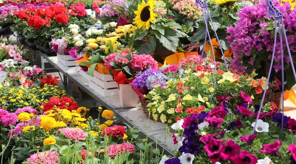 Muitos Vasos Flores Para Venda Mercado Flores Livre Temporada Primavera — Fotografia de Stock