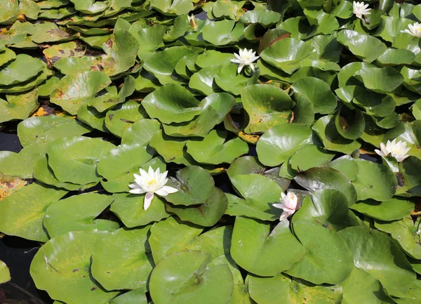 Flowers Leaves Water Lilies Pond — 스톡 사진