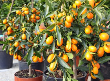 Baharda meyve bahçesinde İtalyan dilinde kumkat ya da fal meyvesi olarak adlandırılan küçük turunçgiller