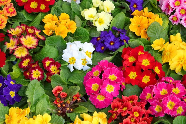 Разноцветные Первоцветы Голландском Питомнике — стоковое фото