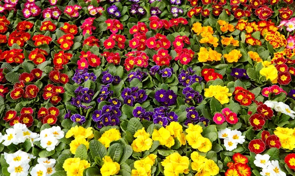 Pots Primroses Flowers Sale European Market Spring — Stock Photo, Image