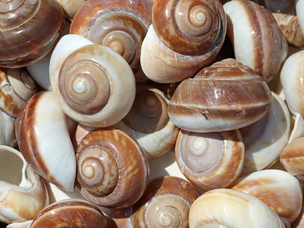 Hintergrund Von Schneckenförmigen Muscheln Die Souvernir Stand Zum Verkauf Stehen — Stockfoto