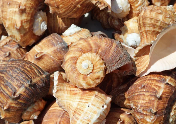 Hintergrund Vieler Schneckenförmiger Muscheln Die Souvernir Stand Zum Verkauf Stehen — Stockfoto