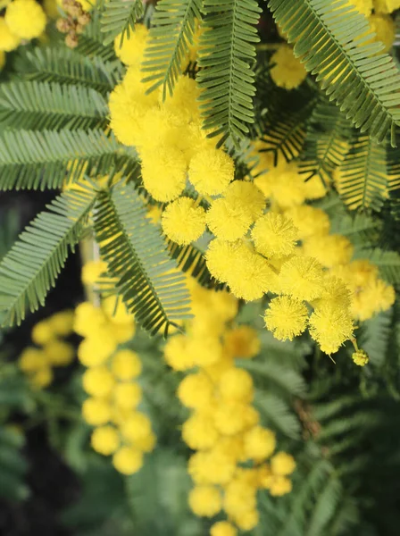 Fiori Mimosa Fioriti Primavera Con Foglie Verdi — Foto Stock