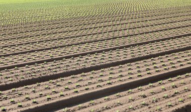 Yoğun tarım ve tarlada küçük marul filizleri