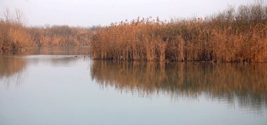 Kışın İtalya 'da MINCIO nehrinin doğal su parkında kuru kamış yatağı.