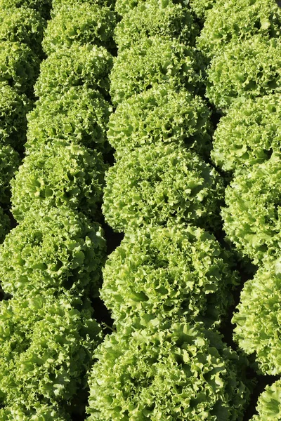 Bakgrund Grön Sallad Med Stora Blad — Stockfoto