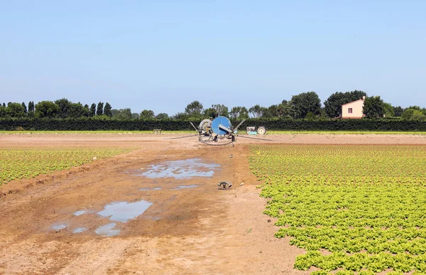 Automatic Irrigation System Wide Cultivated Field Green Lettuce Summer — Stock Photo, Image