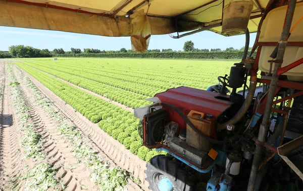 Farmer Tractor While Harvesting Fresh Lettuce Directly Cultivated Field — Stock Photo, Image