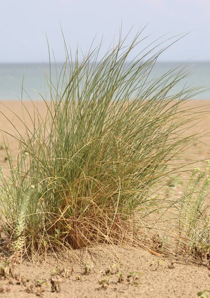 Bush Green Grass Beach Sea Background — Stock Photo, Image