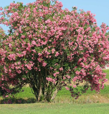 Akdeniz 'in sıcak yazında çiçek açan zakkum ağacı pembe çiçeklerle