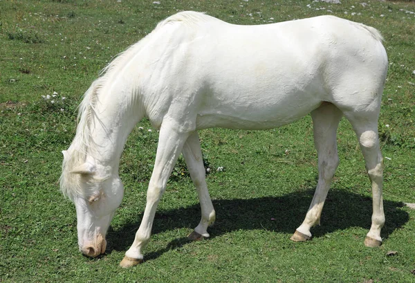 Caballo Blanco Albino Mientras Pastorea Montaña —  Fotos de Stock