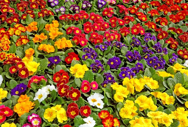 Veel Potten Primrozen Het Voorjaar Bloemenmarkt — Stockfoto