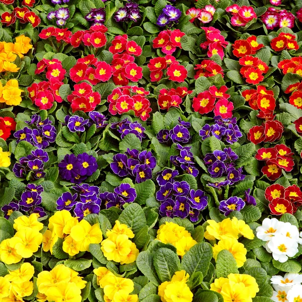 Bunte Blütenblätter Blühender Primeln Frühling Auf Dem Blumenmarkt Verkaufen — Stockfoto