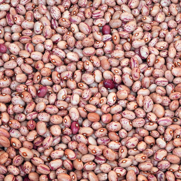 意大利语中也称为Borlotto的豆子背景 — 图库照片