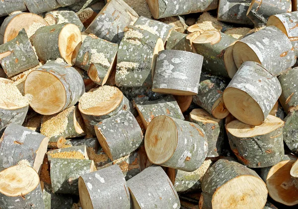 Heap Wooden Logs Cutted Trunks — Stock Photo, Image