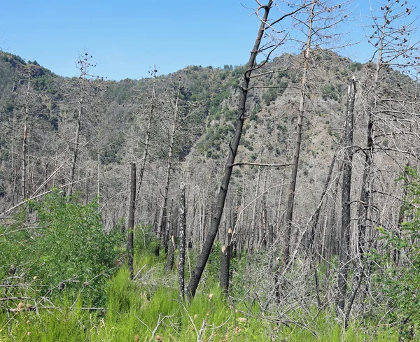 Árvores Queimadas Após Fogo Colina — Fotografia de Stock