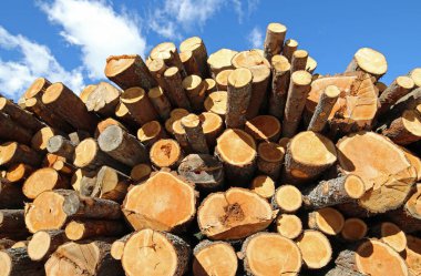 Oduncu tarafından kesilen kütükler bir odun yığını oluşturuyor.