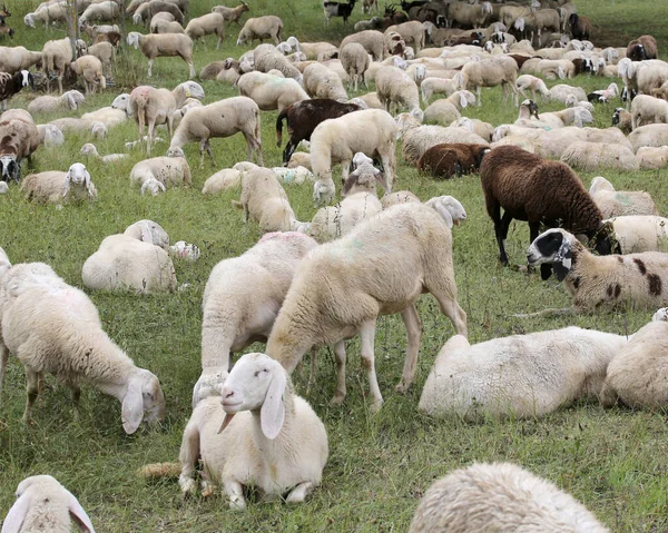 Large Flock Sheep Goats Grazing Mountains Grass — Stock Photo, Image