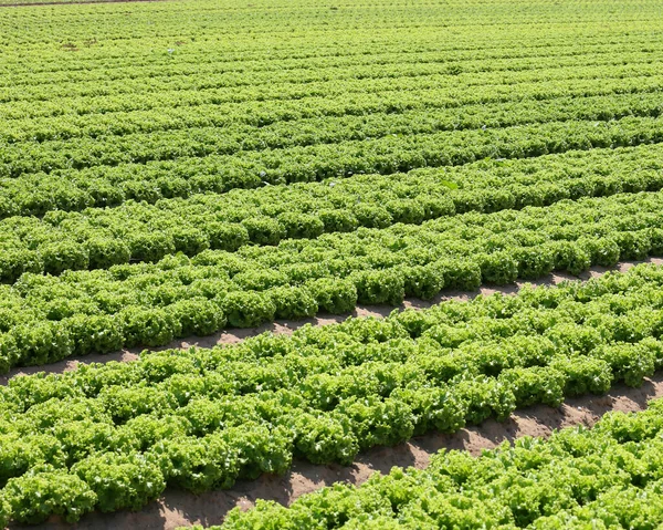 Intensieve Teelt Van Sla Vruchtbare Grond — Stockfoto