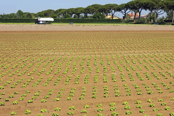 Campo Cultivado Largo Chicória Verde Planície Verão — Fotografia de Stock