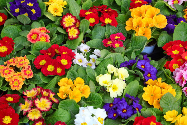 background of colorful primroses in small pots