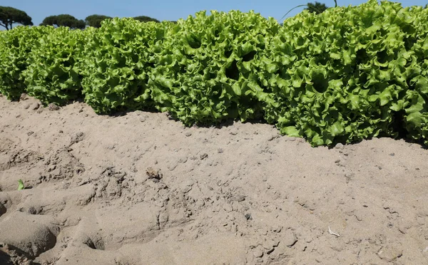 Green Fresh Lettuce Chicory Sandy Soil Summer — Stock Photo, Image
