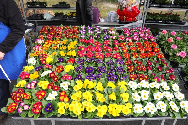 Кипяток Цветущих Первоцветов Весной Рынке — стоковое фото